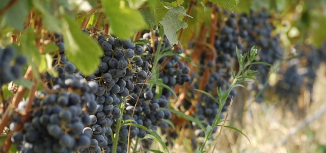 uva negra